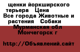 щенки йоркширского терьера › Цена ­ 20 000 - Все города Животные и растения » Собаки   . Мурманская обл.,Мончегорск г.